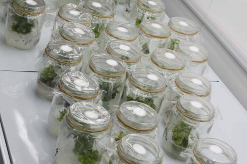 植物组织培养实验室设计建设