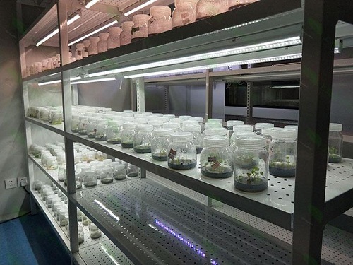 植物组织培养实验室